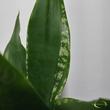 Sansevieria trifasciata Whitney Silver Flame
