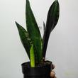 Sansevieria trifasciata Whitney Silver Flame