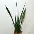 Sansevieria Zeylanica