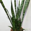 Sansevieria Zeylanica