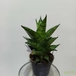 Sansevieria Brilliant Crown