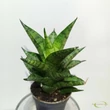 Sansevieria Brilliant Crown