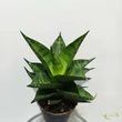 Sansevieria Brilliant Crown