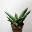 Sansevieria cylindrica Double Boncellensis