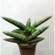 Sansevieria cylindrica Double Boncellensis