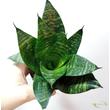 Sansevieria Forest Star