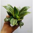 Sansevieria hahnii Silver Frost