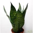 Sansevieria Super Green