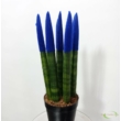Sansevieria Cylindrica velvet touch kék