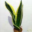 Sansevieria trifasciata Black Gold