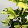 Schefflera arboricola Melanie