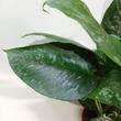 Schismatoglottis scortechinii