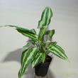 Schismatoglottis wallichii