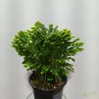 Selaginella martensii Jori