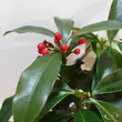 Skimmia japonica subsp. reevesiana