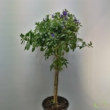 Solanum Rantonetti kék