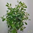 Solanum Rantonetti fehér