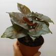 Syngonium Maria Allusion