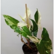 Syngonium podophyllum albo variegata