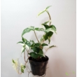 Syngonium podophyllum albo variegata