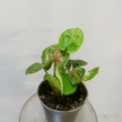 Syngonium podophyllum Berry Allusion