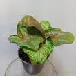 Syngonium podophyllum Berry Allusion