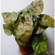 Syngonium podophyllum Berry Allusion
