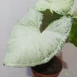 Syngonium Hungarian White