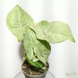 Syngonium Milk Conffetti