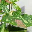 Syngonium Red Spot Tricolor