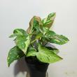 Syngonium Red Spot Tricolor