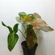 Syngonium Pink Margarita