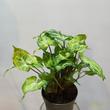Syngonium podophyllum Batik