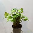 Syngonium podophyllum Batik