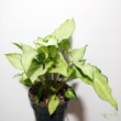 Syngonium podophyllum Holly