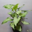 Syngonium podophyllum Holly