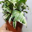 Syngonium podophyllum Starlite