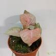 Syngonium Marble Pink