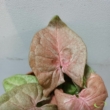 Syngonium Marble Pink
