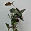 Syngonium erythrophyllum