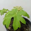 Tetrapanax papyrifera