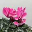Cyclamen persicum Goblet Pink (fehér-rózsaszín)
