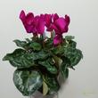 Cyclamen persicum Winter Purple
