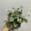 Cyclamen hederifolium fehér