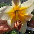 Lilium Miss Peculiar
