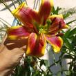 Lilium Robert Swanson