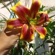 Lilium Robert Swanson