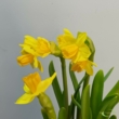 Narcissus Tete a tete