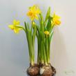 Narcissus Tete a tete