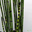 Equisetum hyemale